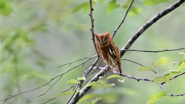 コノハズク, 鳥取県