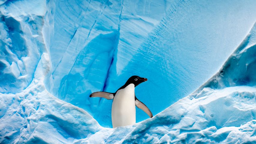 アデリーペンギン, 南極半島 グラハム・パッセージ