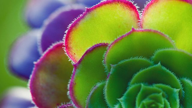 ｢アエオニウムの葉｣ 
