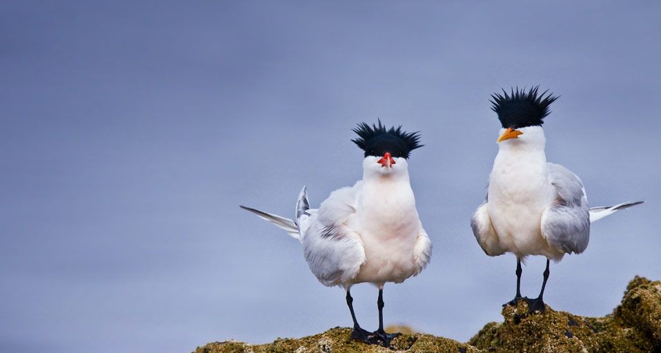 ｢ユウガアジサシ｣メキシコ, コルテス湾, ラサ島