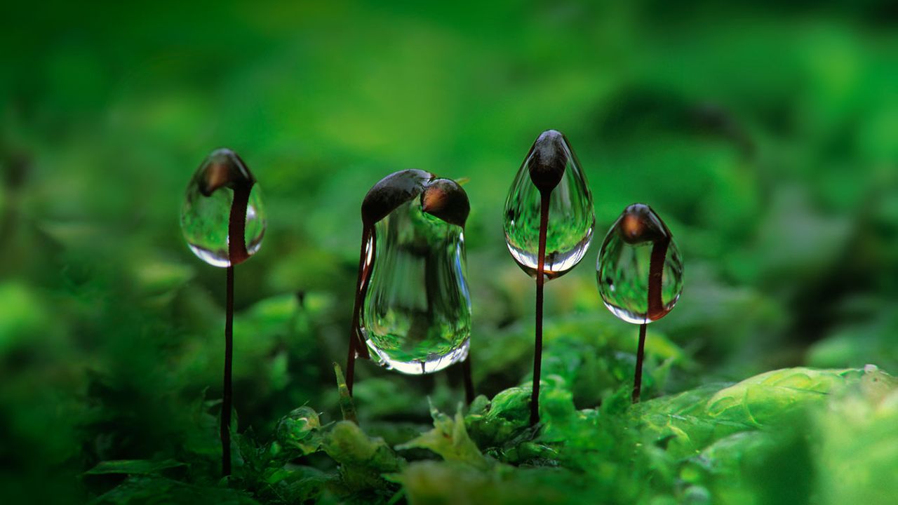 ｢苔の胞子体と朝露｣ 
