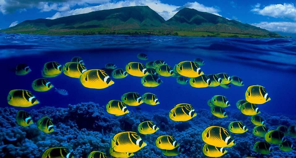 ｢ミスジチョウチョウウオ｣アメリカ, ハワイ, マウイ島