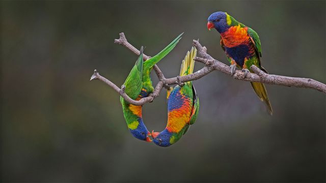「ゴシキセイガイインコ」オーストラリア, ウェリビー