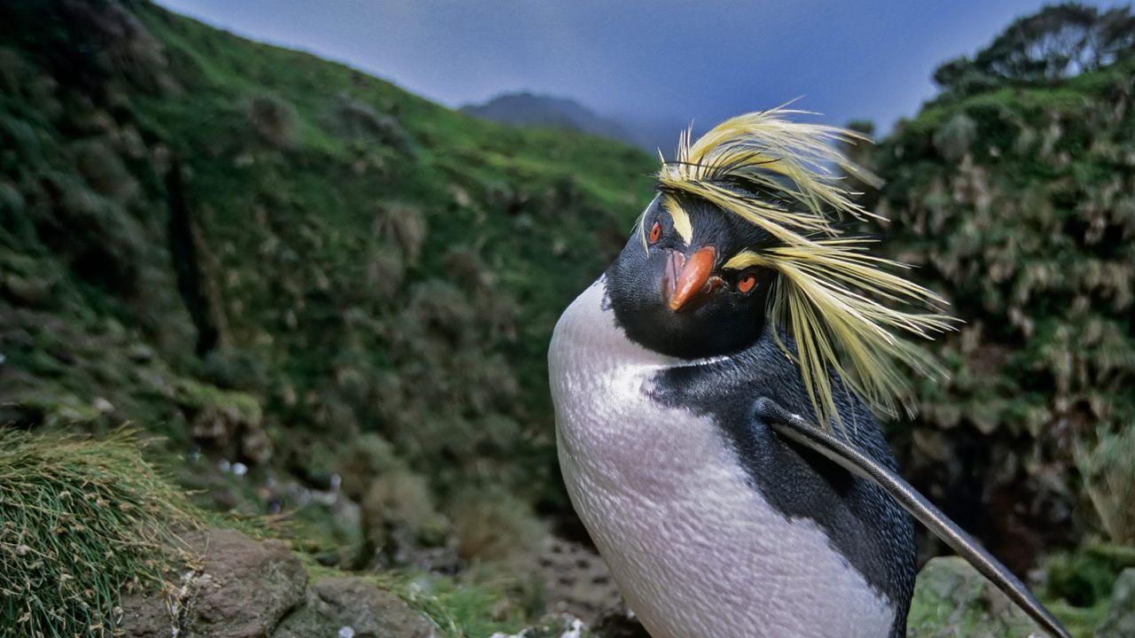 ｢キタイワトビペンギン｣南極, ゴフ島
