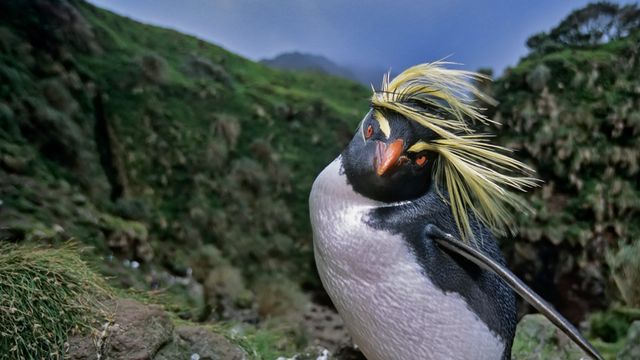 「キタイワトビペンギン」南極, ゴフ島