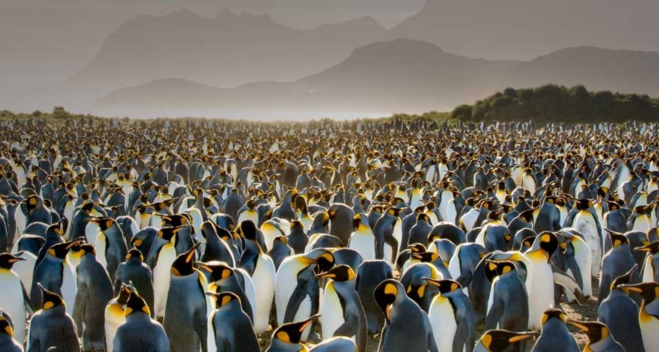 ｢キングペンギンのコロニー｣サウスジョージア島