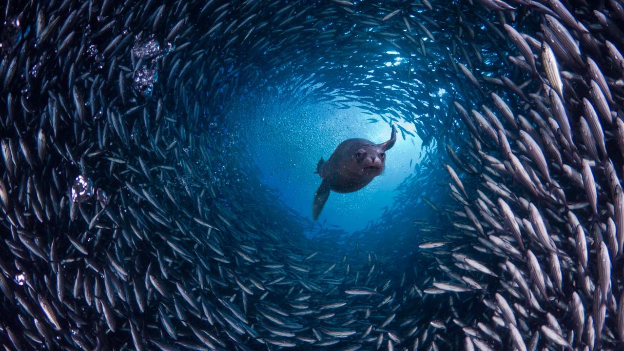 ｢魚のトンネルを抜けるガラパゴスアシカ｣エクアドル, ガラパゴス諸島