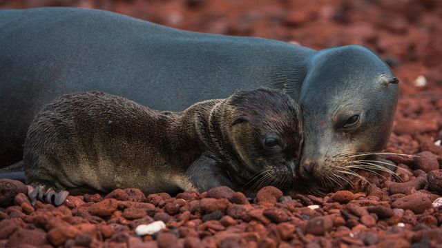 ｢ガラパゴスアシカ｣エクアドルガラパゴス諸島 