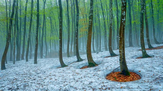 「美人林のなごり雪」新潟, 十日町市