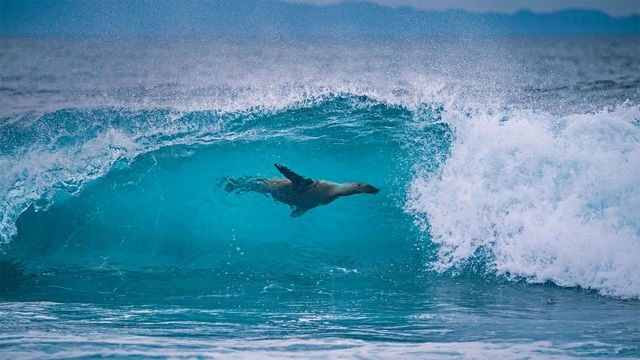 ｢ガラパゴスアシカ｣エクアドル, ガラパゴス諸島沖合