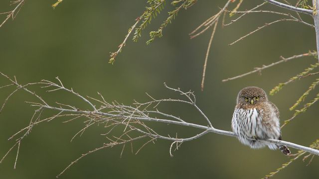 ｢ロッキースズメフクロウ｣カナダ, バンクーバー 