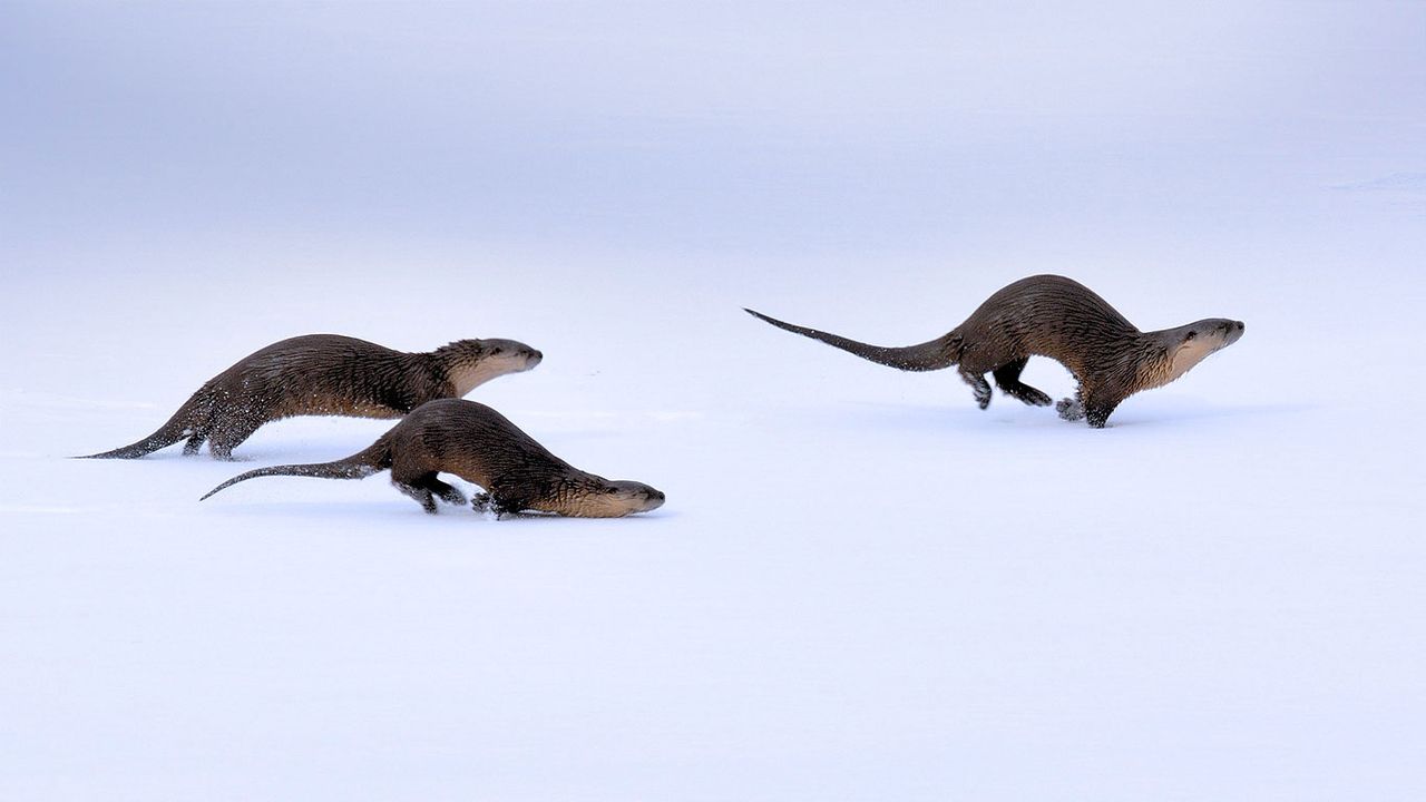 ｢カナダカワウソ｣アメリカ, ワイオミング州 