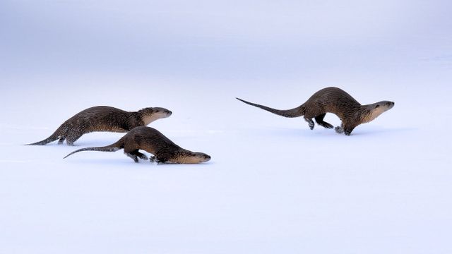 「カナダカワウソ」アメリカ, ワイオミング州