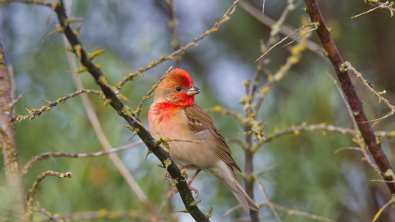 ｢アカマシコ｣ 