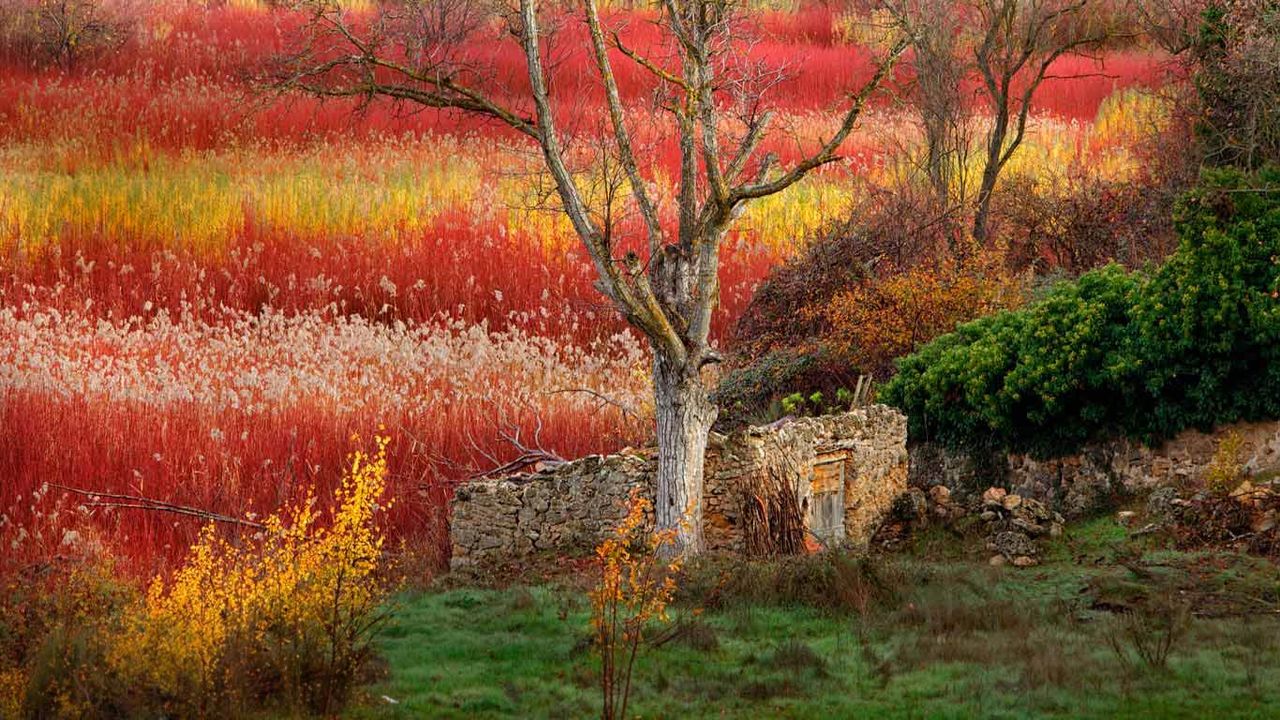 ｢セイヨウキヌヤナギの紅葉｣スペイン, クエンカ 