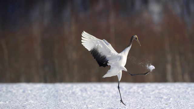 「タンチョウ」北海道