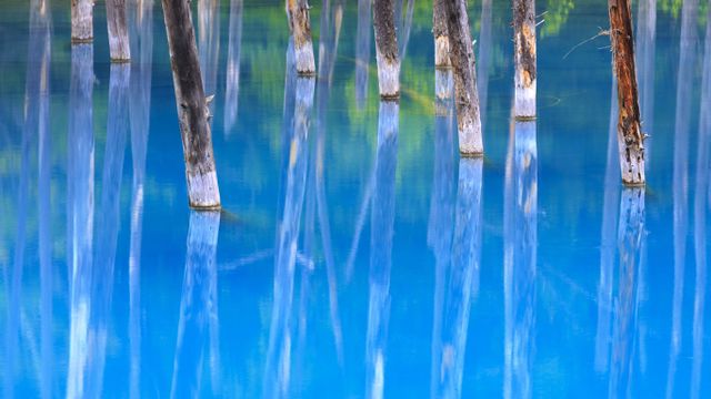 「美瑛白金青い池」北海道