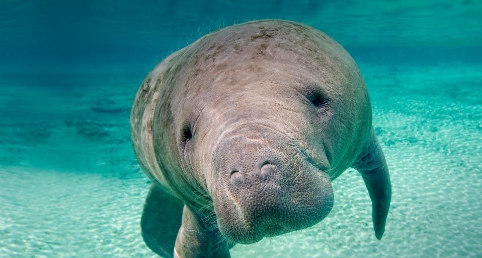 ｢フロリダマナティー｣アメリカ, フロリダ州, クリスタル・リバー