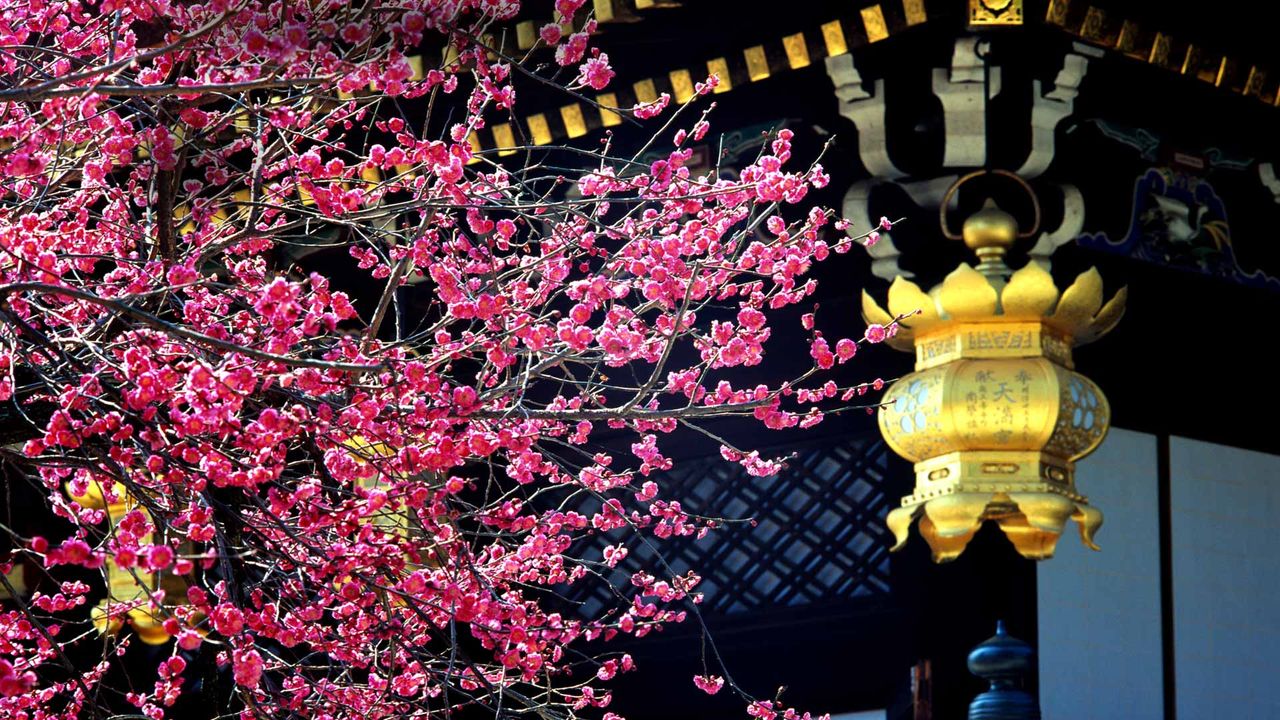 ｢北野天満宮の梅｣京都, 上京区 