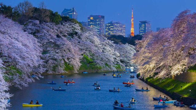 「千鳥ヶ淵の夜桜」東京都, 千代田区
