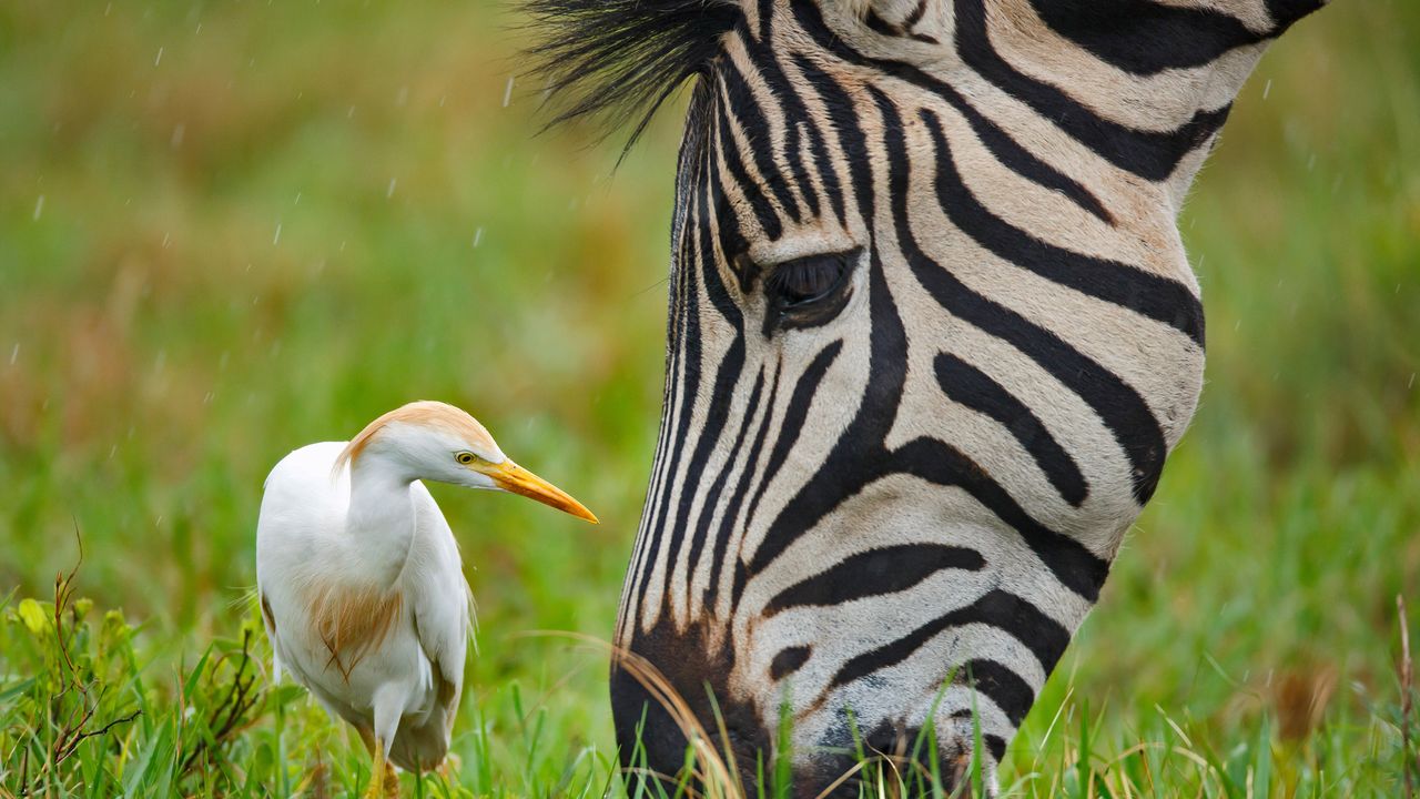 サバンナシマウマとアマサギ, 南アフリカ