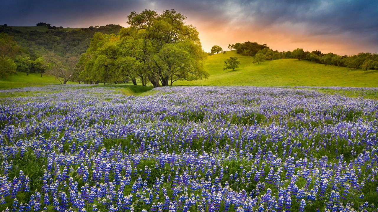 ルピナスの花, 米国 カリフォルニア州