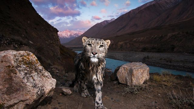 「ユキヒョウ」キルギス, 天山山脈