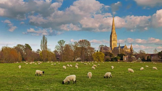 「ソールズベリー大聖堂と羊」イギリス、ソールズベリー