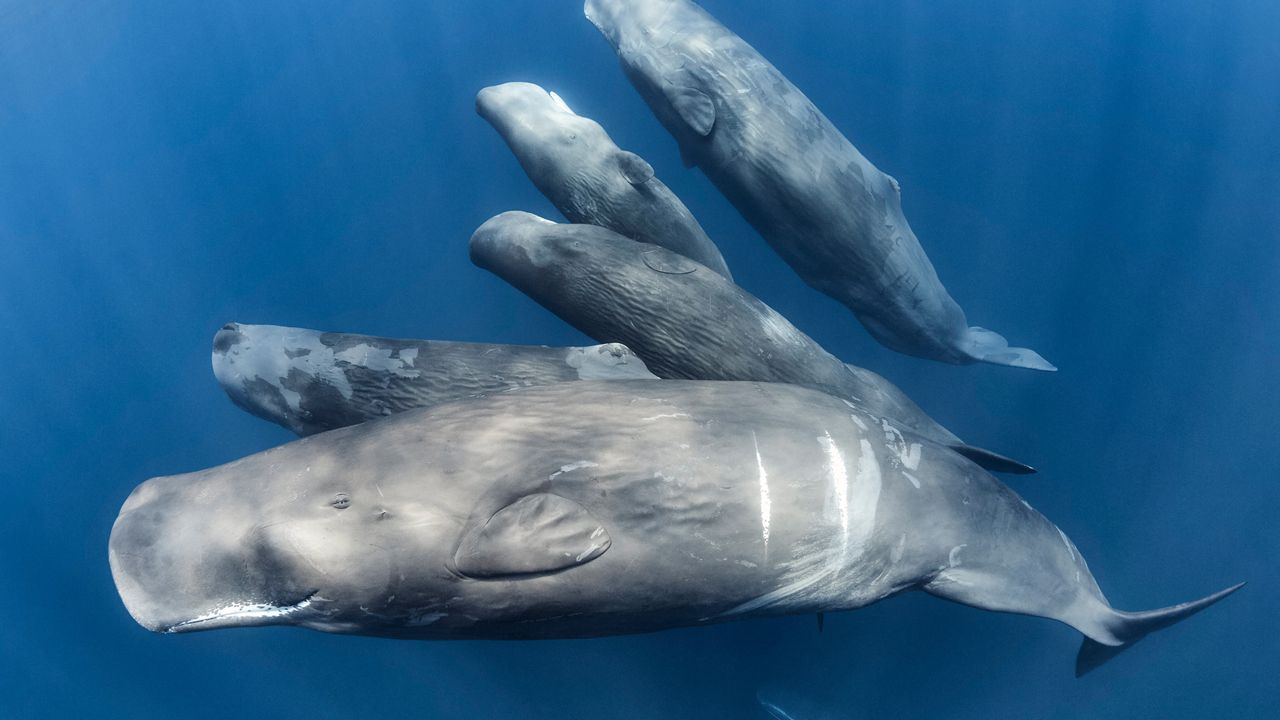 マッコウクジラ, インド洋
