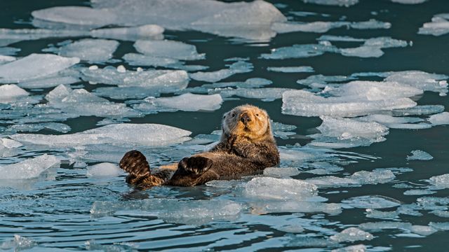 プリンス・ウィリアム湾のラッコ, 米国 アラスカ州