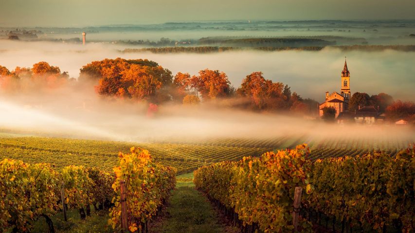 ｢秋のワインヤード｣フランス, ボルドー