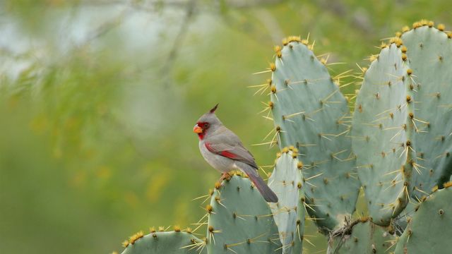 サボテンにとまるムネアカコウカンチョウ, 米国 テキサス州