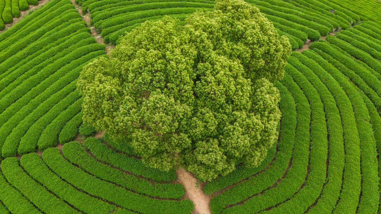 輪の茶畑, 中国
