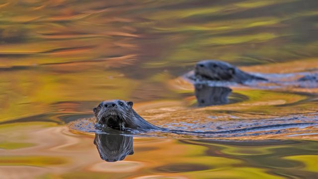 泳ぐカナダカワウソ, 米国 メイン州
