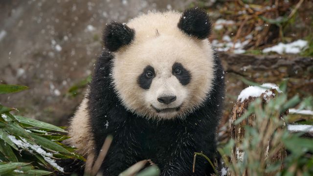 パンダの赤ちゃん, 中国