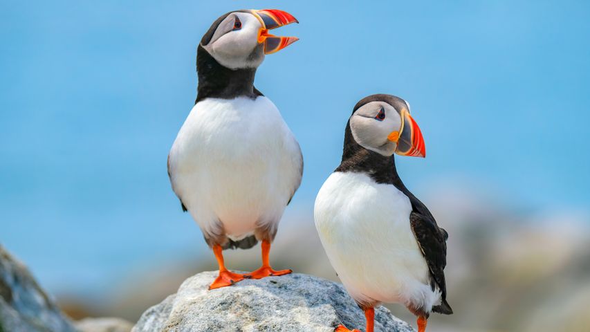 国境に暮らす鳥