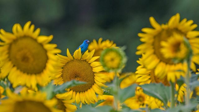 ｢ヒマワリに止まるルリノジコ｣米国 （© William Krumpelman/Getty Images）