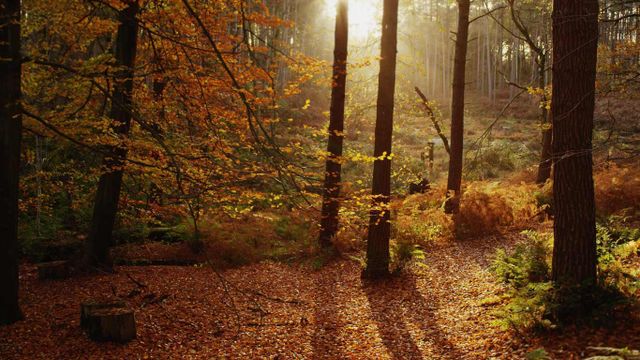 「チェシャーの紅葉」イギリス, チェシャー州