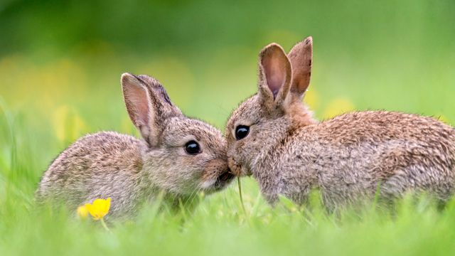 野生の子ウサギ