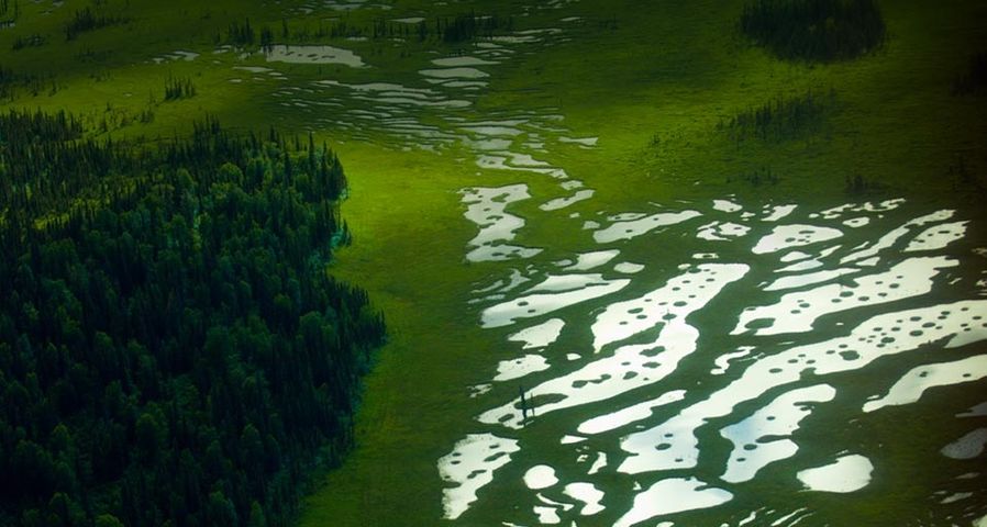 ｢アンカレッジの湿地帯｣アメリカ, アラスカ州