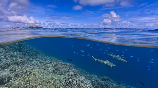 「タヒチ沖のブラックチップリーフシャーク」ポリネシア