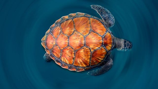 ｢アオウミガメ｣スペイン, カナリア諸島 