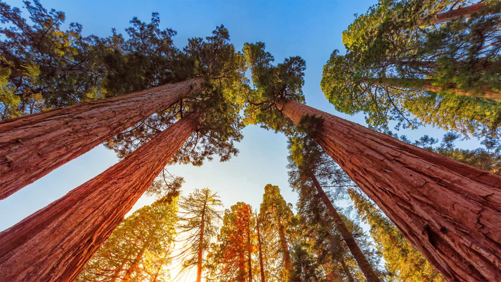 ｢ジャイアントセコイア｣米国カリフォルニア州, キングズ・キャニオン国立公園 ・ Bing日替わり画像