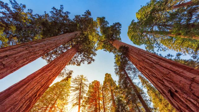 「ジャイアントセコイア」米国カリフォルニア州, キングズ・キャニオン国立公園