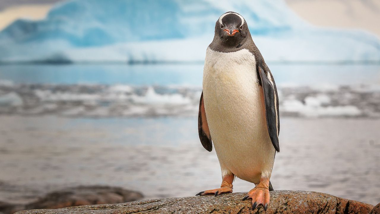 ジェンツーペンギン, 南極