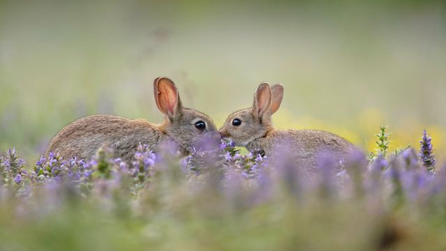 「アナウサギの親子」フランス