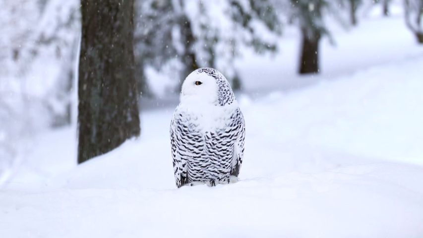 雪, 木, 屋外, フクロウ, 獲物の鳥, 鳥, 動物