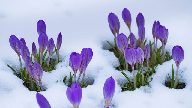 ｢雪とクロッカス｣
