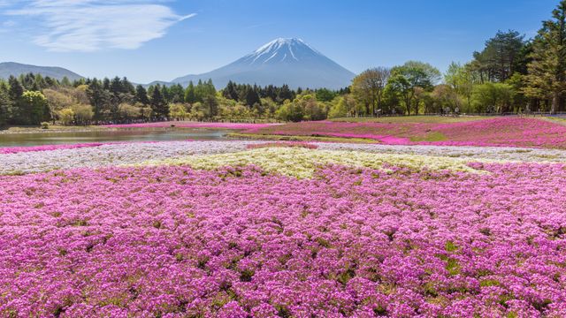 富士本栖湖リゾート, 山梨県