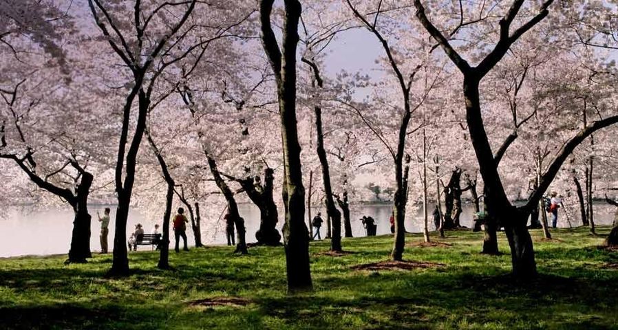 ｢タイダルベイスンの桜｣アメリカ, ワシントンD.C.